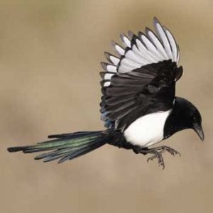 Chinese animal symbols magpie meaning