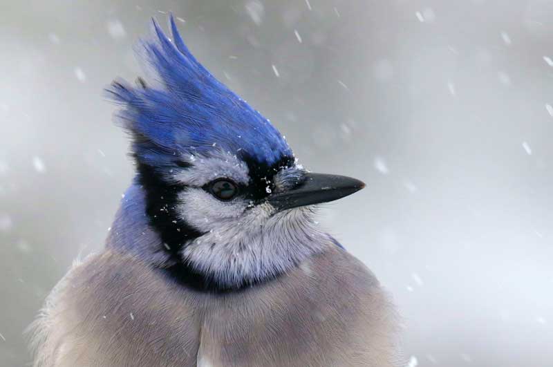 Blue Jay Animal Symbolism And Meanings Whats Your Sign Com