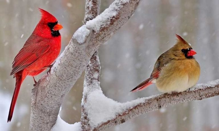 animal-symbolism-cardinal-meaning-on-whats-your-sign