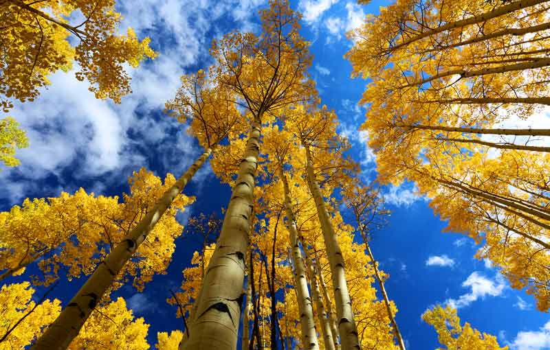 celtic meaning aspen tree meaning in the ogham