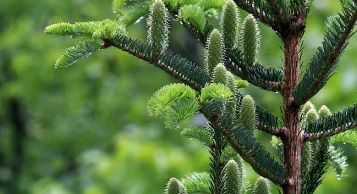 fir-flower-meaning-dictionary-auntyflo