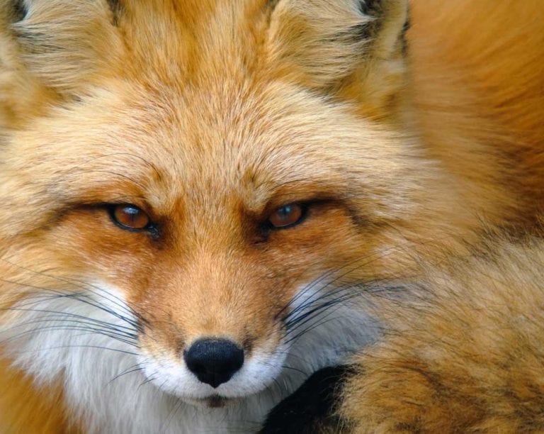 Red Fox Symbolism | Red Fox Meaning | by Avia on Whats-Your-Sign