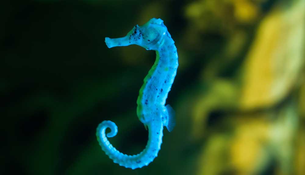 Celtic zodiac sign seahorse meaning
