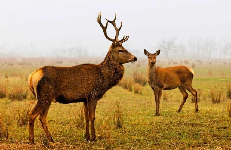 Celtic Zodiac Sign: Stag Deer Meaning in Astrology on Whats-Your-Sign