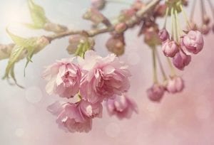 Cherry Blossom Tattoo Ideas and Meanings on Whats-Your-Sign