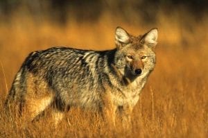 symbolic coyote meaning coyote totem