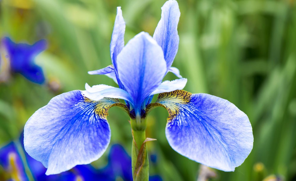 Iris Flower Meanings and Iris Symbolism on Whats-Your-Sign