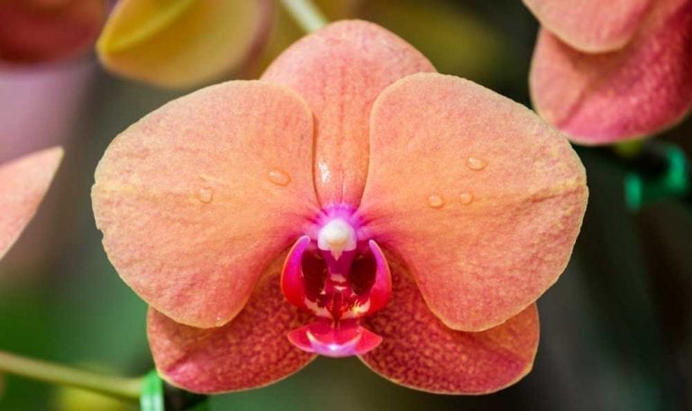 Flower Meanings Orchid Symbolism On Whats Your Sign 