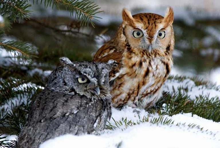 animal-symbolism-owl-symbolism-and-owl-meaning