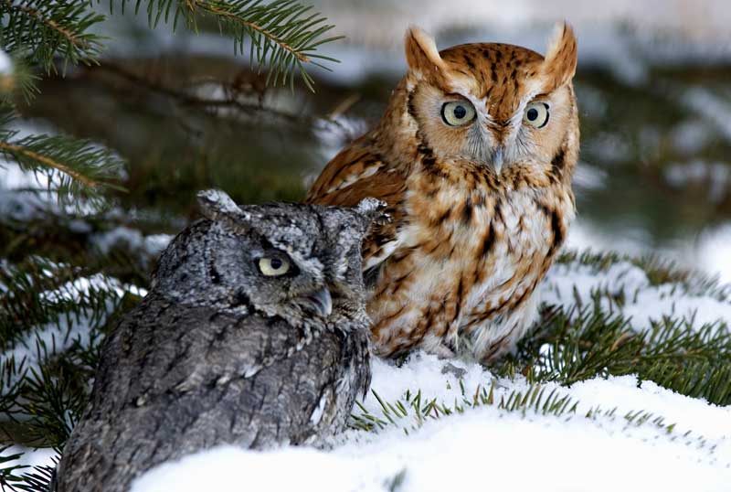ila night owl meaning