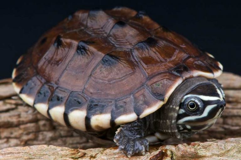 Animal Symbolism: Turtle Meanings on Whats-Your-Sign.com