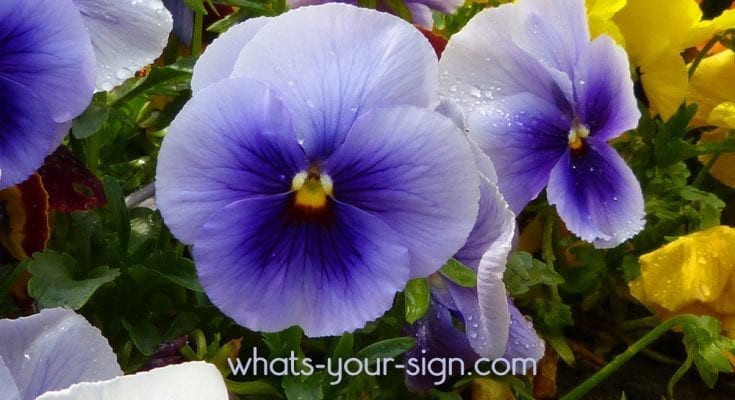 symbolic-violet-meaning-and-flower-meaning-on-whats-your-sign