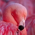 Flamingo Totem Meaning and Flamingo FactsFlamingo Totem Meaning and Flamingo Facts