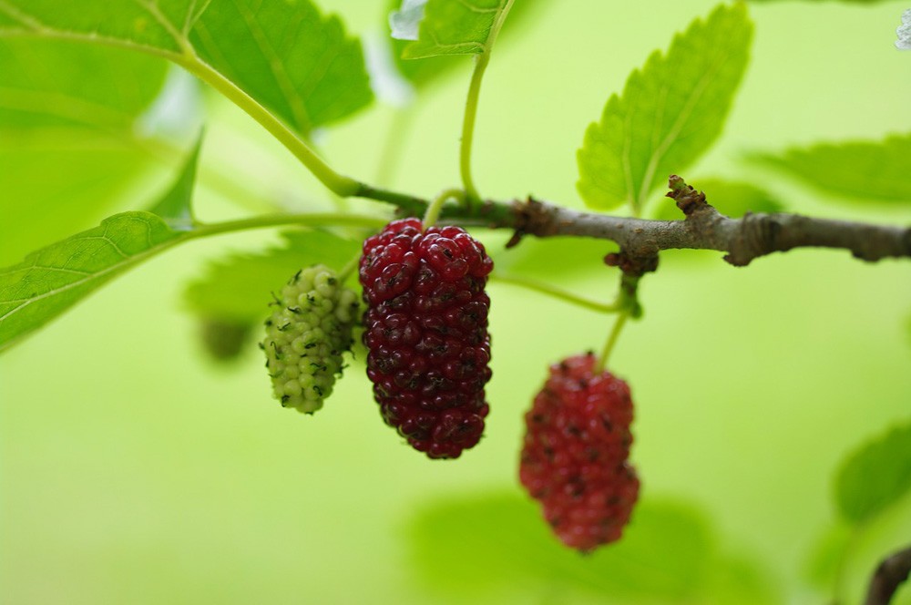 Questions About Symbolic Mulberry Tree And Mulberry Meaning On Whats 