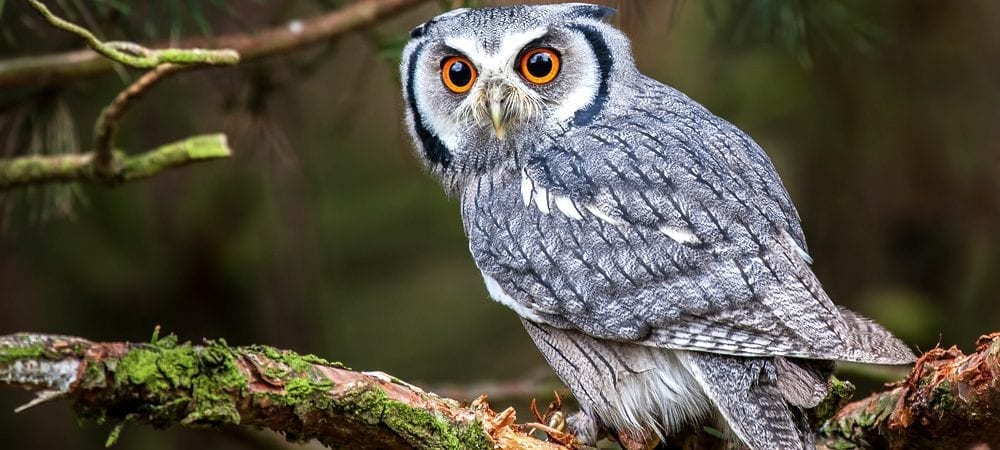 Owl meaning owl death meaning