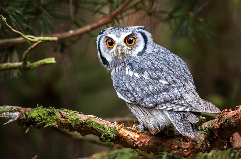 native american owl symbol