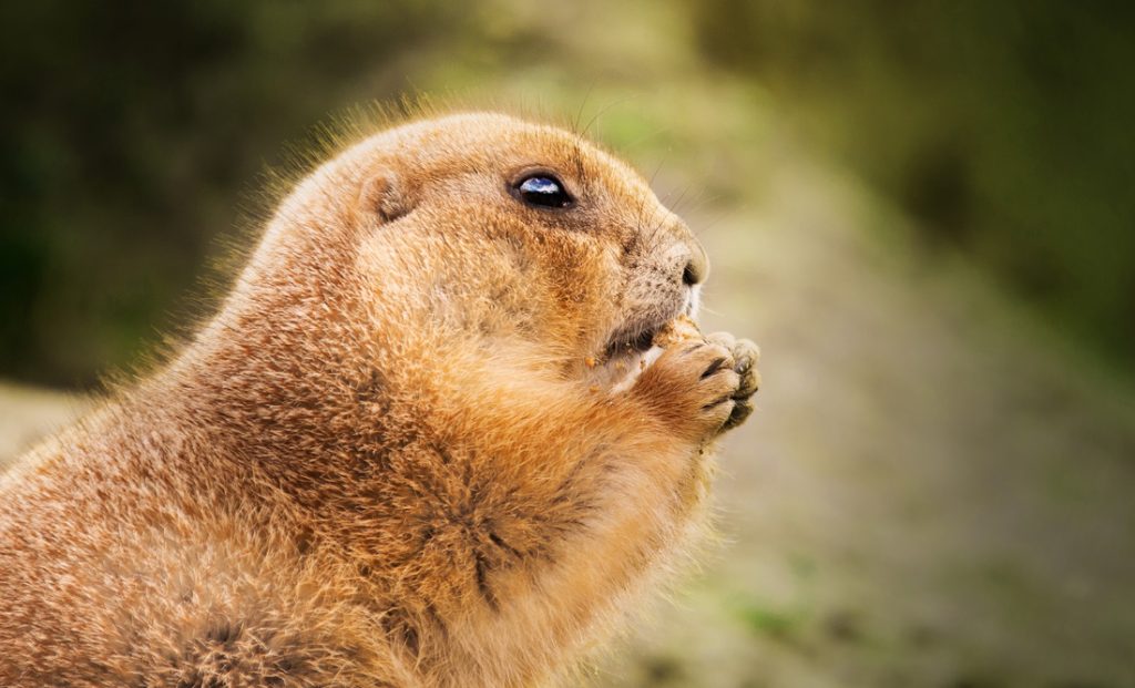 what is the meaning of groundhog day