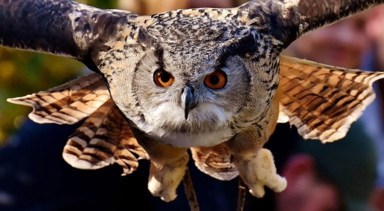 owl visit meaning