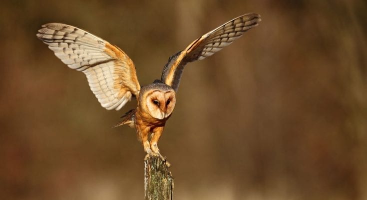 owl visit meaning