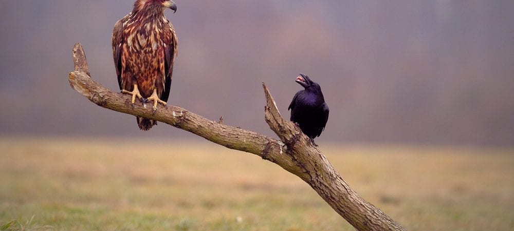 hawk and raven meaning