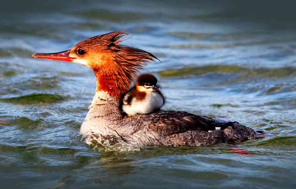 Symbolic Duck Meaning Signs And Symbolism About Ducks By Avia On 