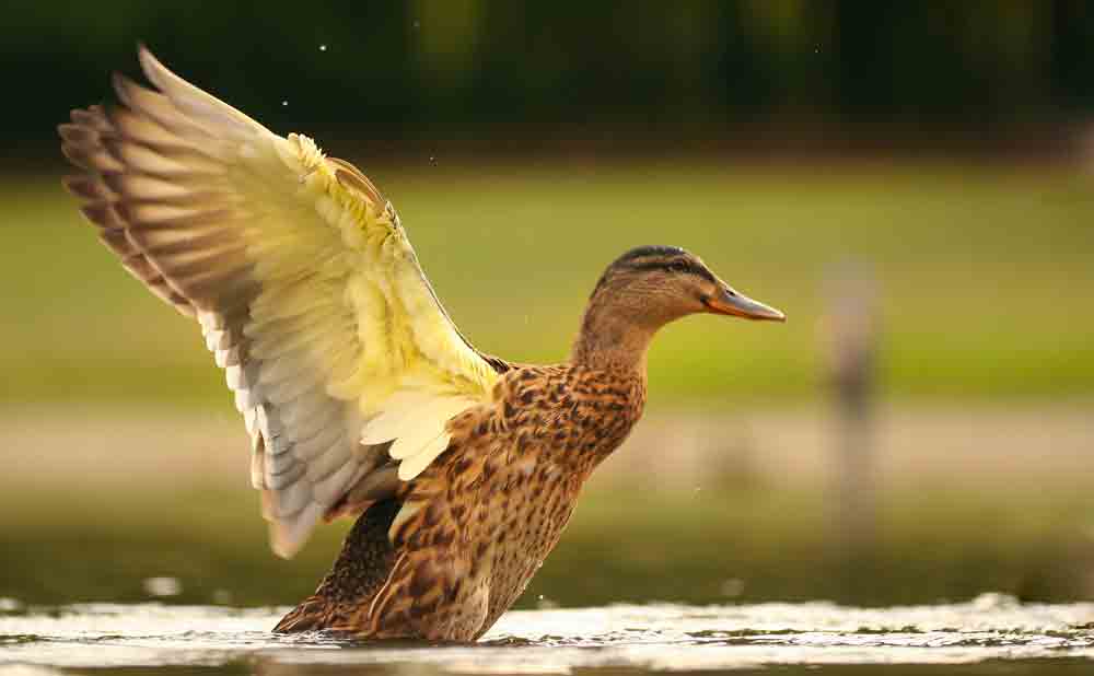 the duck and quiver meaning