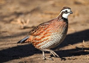 Quail Meaning Quail Symbolism