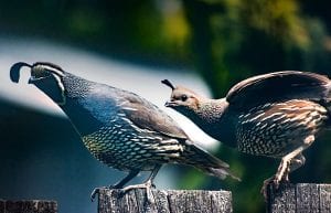 Quail Meaning Quail Symbolism