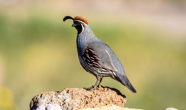 Symbolic Quail Meaning And Quail Messages - Whats-Your-Sign.com