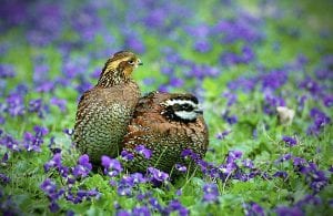 Quail Meaning Quail Symbolism