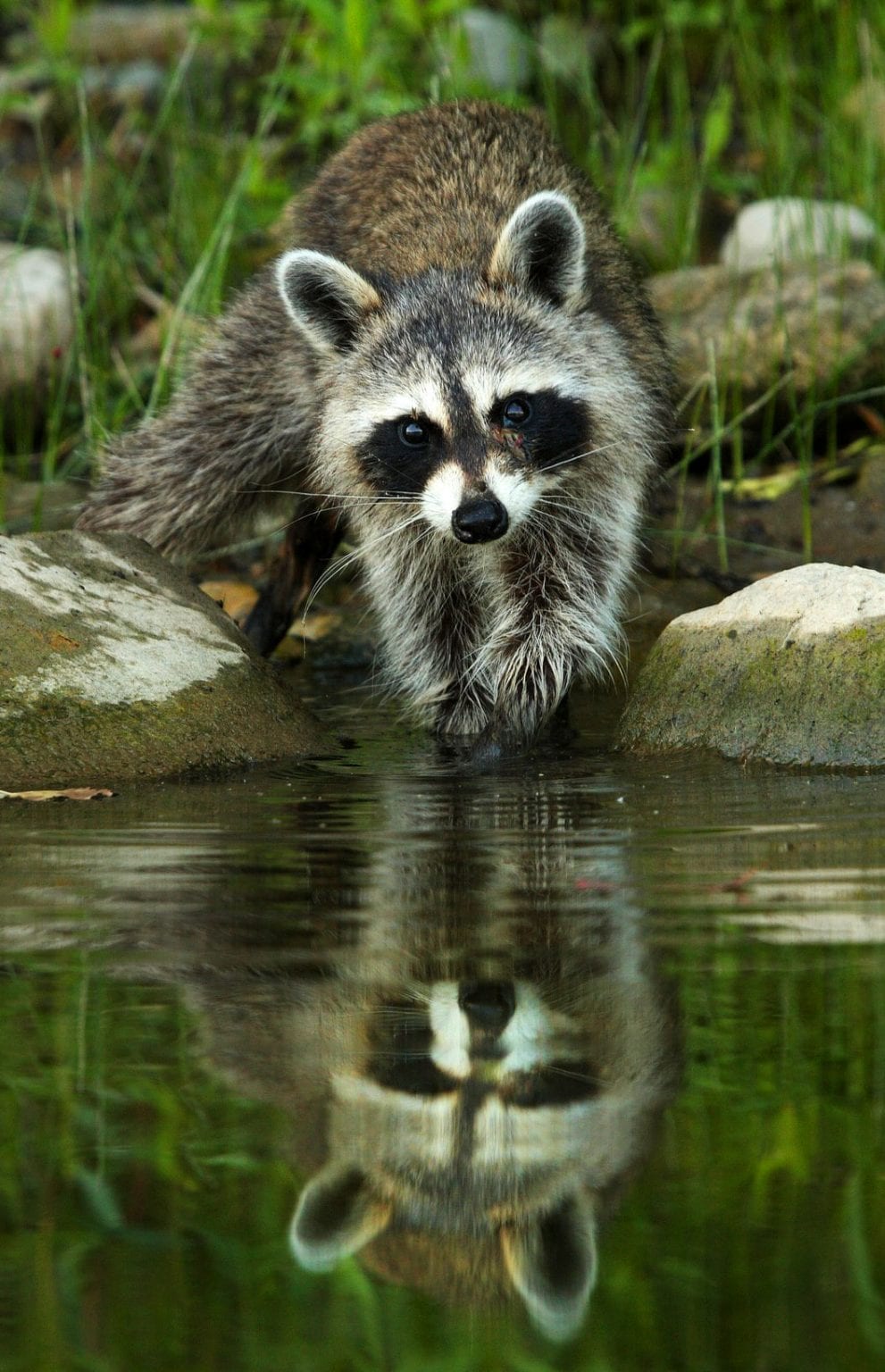 symbolic-raccoon-meaning-and-raccoon-messages-whats-your-sign