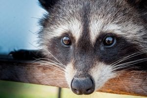 Symbolic raccoon meaning, raccoon messages and raccoon totem