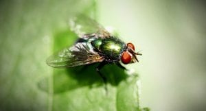 symbolic fly meaning - Whats-Your-Sign.com