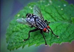 symbolic fly meaning