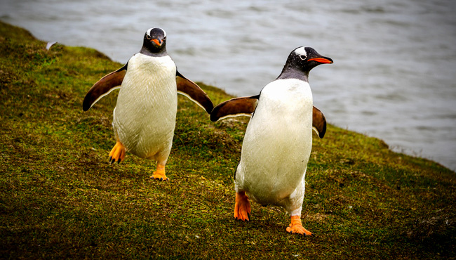 Penguin Meaning Questions About Penguin Symbolism On Whats Your Sign