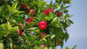 Celtic Meaning of the Apple Tree and Ogham Meaning on Whats-Your-Sign