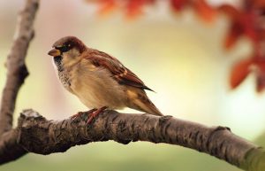 Bird omens and bird meanings