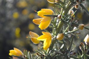 Celtic Meaning Gorse