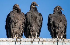 Native American Story of the Buzzard | Morals About Aging, Kindness and ...