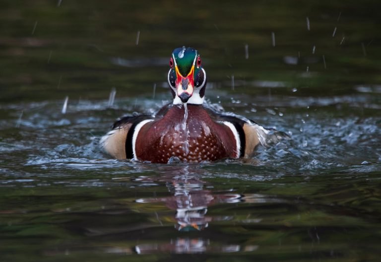 duck-encounter-meaning-whats-your-sign