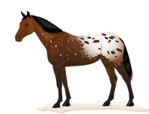 Horse Color Meanings