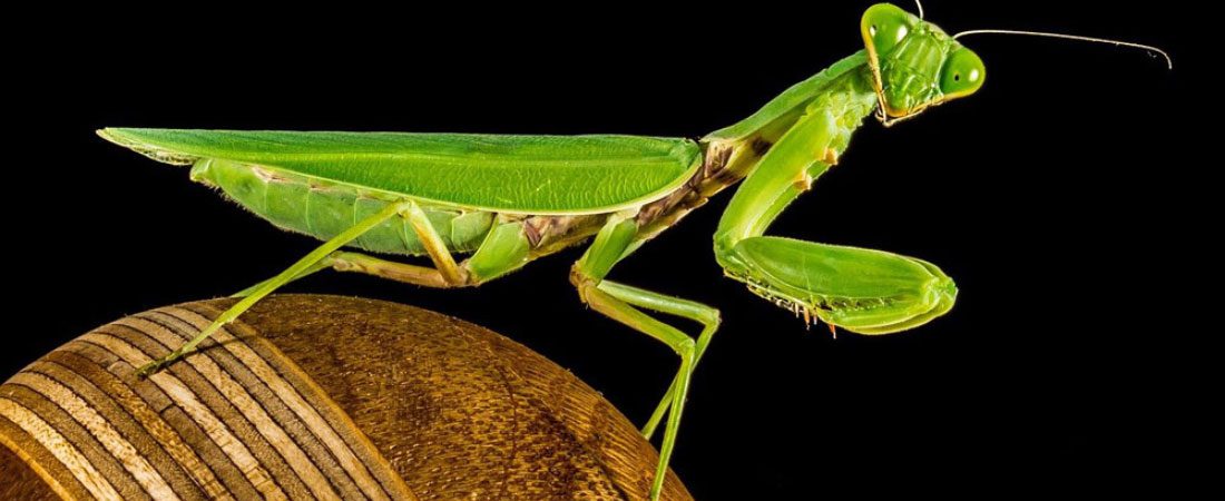 Praying Mantis Messages and Managing Stress