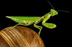 Praying Mantis Messages and Managing Stress