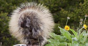 Porcupine Totem in Times of Grief