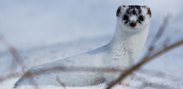 Symbolic Meaning Of The Weasel Messages And Weasel Wisdom By Avia 