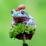 Frogs and Signs of Change