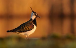 Symbolic Lapwing Meaning