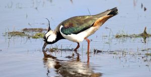 Symbolic Lapwing Meaning