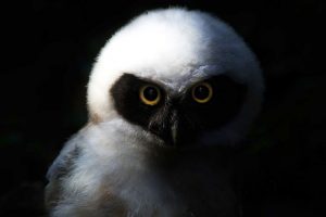 Owl Omens and Meaning