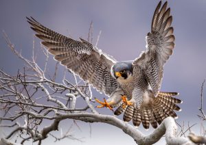 Peregrine Parable Falcon Wisdom